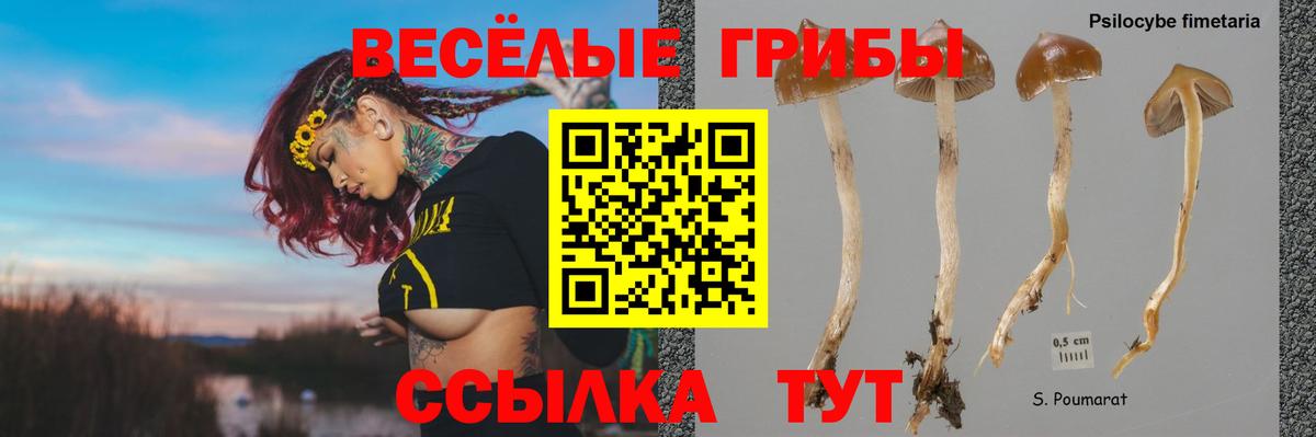Псилоцибиновые грибы Psilocybe Балабаново